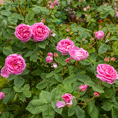 ローズの花びら（赤）の使用方法